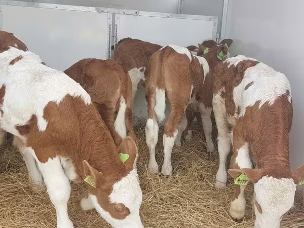Buğa, Simmental cattle