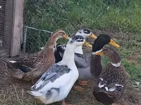 Ducks — الصورة 1