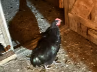 Chickens — photo 7