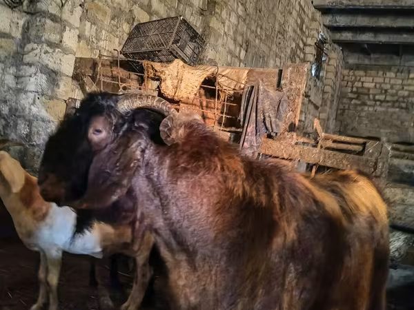 Keçi, Kamori goats