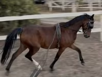 Aygʻir, Hackney horse — 2-rasm