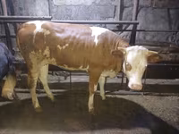Cow, Simmental cattle — photo 4
