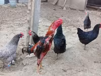 Chickens — photo 3
