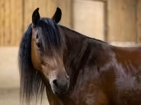 Madyan, Friesian — foto 2