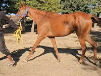 Кобила, Arabian horse — фото 3