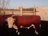 Buğa, Swiss cattle — foto 2