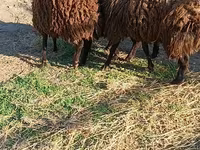 Qoç, Qoyunlar — foto 3