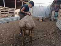Schafe (Partie, Geschlecht nicht angegeben), Arashan sheep — Foto 2