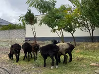Ram, Sheep — photo 2