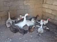 Geese — photo 1
