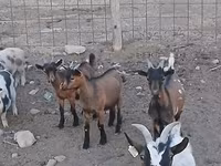 Cabro, Pomellata goat — foto 1