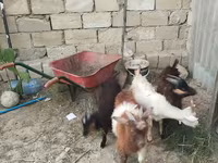 Dişi keçi, Keçilər — foto 4