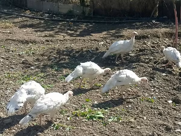 Turkeys