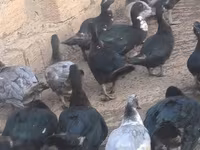 Ducks — Foto 3