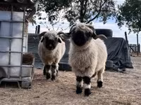 Ovelha, Valais Blacknose sheep — foto 1
