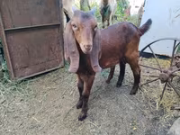 Keçi, Nubian Goat — foto 3