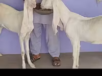 Ziege, Gulabi goats — Foto 4