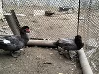 Turkeys — foto 3
