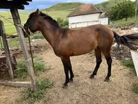 Horse (M), Azerbaijan horse — photo 4