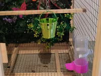 Papuqay,dovşan,hamster,şinşila,bildirçin,cücə,xamyak,pişik,quş,tısbağa — फ़ोटो 5