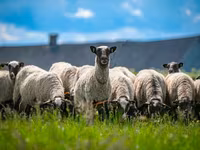 Qoç, Romanov sheep — foto 3