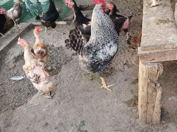 Chickens
