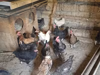 Chickens — photo 2