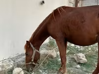 At, Karabakh horse — foto 4