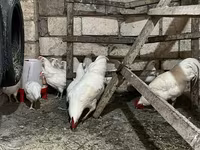Avstraliya Pit Game quşu — foto 8