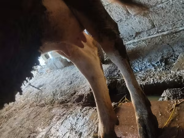 Cow, Cattle — Azerbaijan