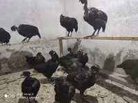 Chickens — photo 2