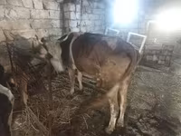 Kuh, Simmental cattle — Foto 2