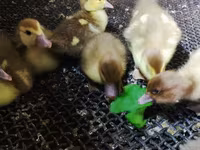 Ducks — foto 8