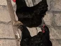 Australorp — photo 2