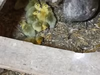 Ducks — foto 1