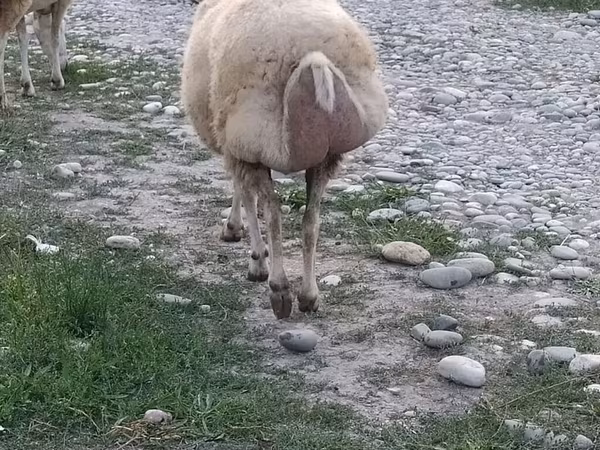 Ram, Sheep