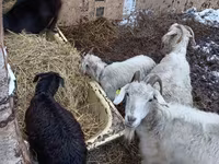 山羊（批次，未指定性别）, Goats — 照片 4