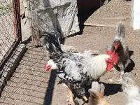 Chickens — foto 8