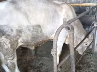 Bulle, Swiss cattle — Foto 5