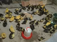 Ducks — foto 4