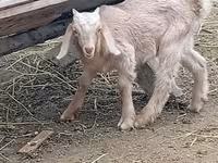 Keçi, Damask goat — foto 2