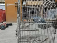 Metall quş qəfəsi dovşan tutuquşu göyərçin qəfəs - Material: möhkəm — foto 1