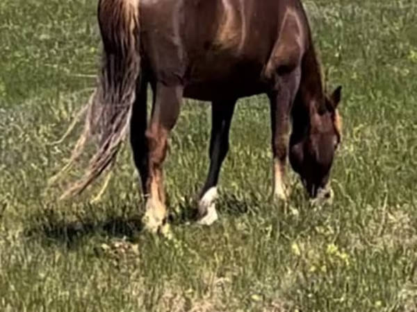 Égua, Kazakh horse