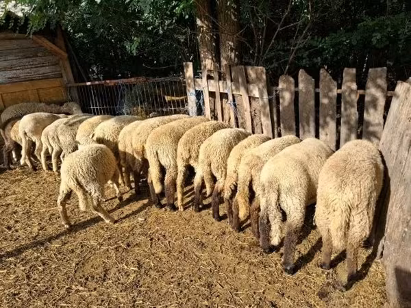 भेड़ें (लॉट, लिंग निर्दिष्ट नहीं), भेड़