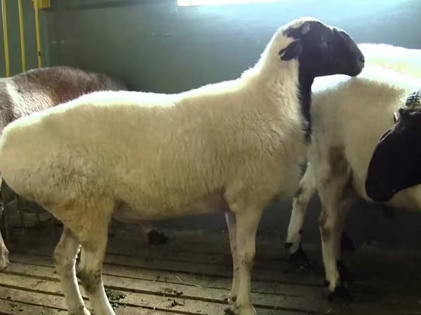 Qoç, Suffolk sheep