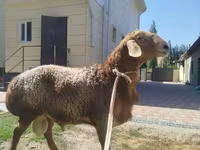 Qoç, Rhon sheep — foto 2