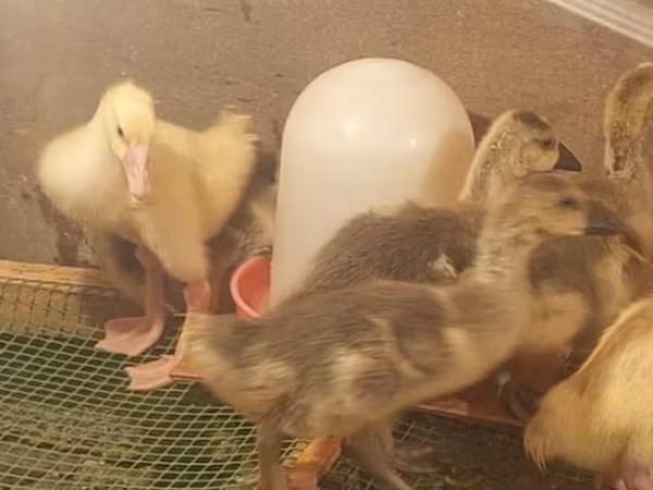 Geese — Azərbaycan