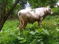 Buğa, Herefod — foto 4