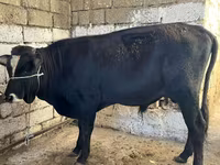 İnək, Russian Black pied cattle — foto 6