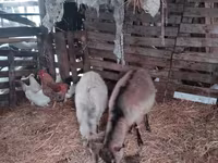 Goat, Nubian Goat — photo 5